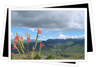 Oaxaca view